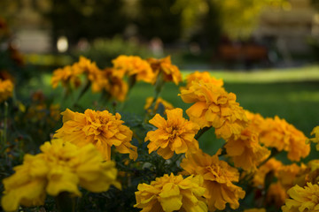 Yellow flowers in garden