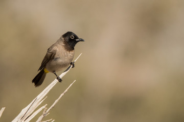 White-spectacled bulbul / Pycnonotus xanthopygos