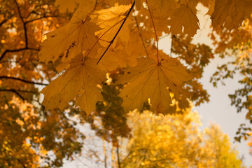Maple leaves in autumn