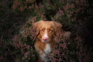 Toller dog in heather colors. walk with a pet in the forest. Journey