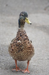 Canard
