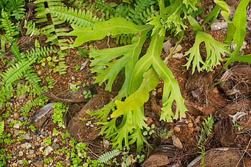 Tropical plants, greens, flowers, leaves.