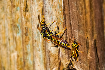 Wasps gathering on a wooden post
