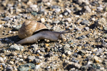 Black snail crossing a gravel path, California