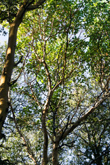 Madrone (Arbutus menziesii) trees, California