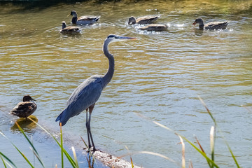 Great blue heron, Sunnyvale bay trail, south San Francisco bay area, California
