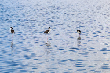 Black-necked Stilt feeding in the wetlands of Alviso Marsh, south San Francisco bay, San Jose, California