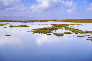 Wetlands in Alviso Marsh, south San Francisco bay, San Jose, California