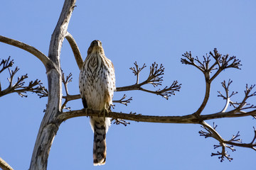 Juvenile Cooper's hawk on a branch, South San Francisco bay, Alviso, California