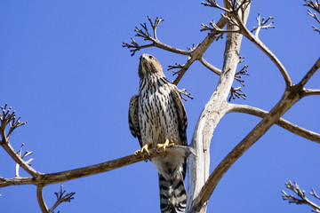 Juvenile Cooper's hawk on a branch, South San Francisco bay, Alviso, California