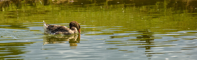 ducks swim in the pond.