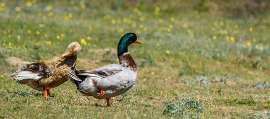 ducks walk along the shore.