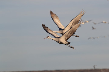 Sandhill Crane Bosque del Apache Wildlife Reserve New Mexico USA