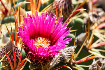 Magenta pink flower on a barrel cactus, California