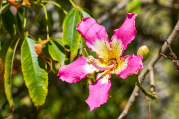 Closeup view of the flower of a Silk Floss tree (Ceiba Speciosa), California