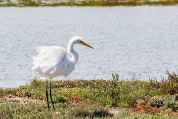 Snowy egret hunting on the shoreline of Alviso Marsh, South San Francisco Bay, San Jose, California