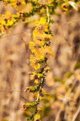Rosin Weed (Calycadenia truncata) in bloom, Henry W. Coe State Park, California