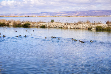 Waterfowl swimming on waterways in south San Francisco bay, Sunnyvale, California