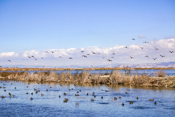 Waterfowl on waterways in south San Francisco bay, Sunnyvale, California