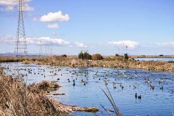 Waterfowl swimming in the south of San Francisco bay, Sunnyvale, California