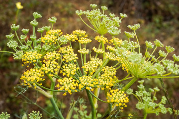 Rain drops on a Fennel flower (Foeniculum vulgare), California