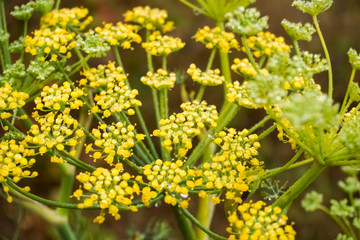 Rain drops on a Fennel flower (Foeniculum vulgare), California
