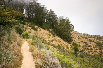 Eucalyptus tree grove on the Pacific Ocean Coast, Headlands, Golden Gate National Recreation Area, Marin County, California