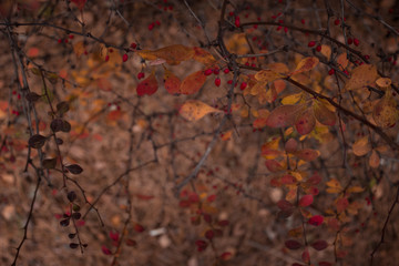 Autumn Bush with red berries