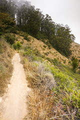 Eucalyptus tree grove on the Pacific Ocean Coast, Headlands, Golden Gate National Recreation Area, Marin County, California