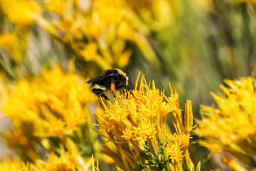 Sierra Butterweed (Senecio Scorzonella) wildflowers, Eastern Sierra Mountains, California