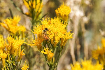 Sierra Butterweed (Senecio Scorzonella) wildflowers, Eastern Sierra Mountains, California