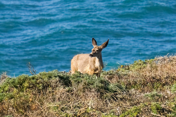 Deer grazing on the coastline of the Pacific Ocean, Point Reyes, California