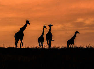 Giraffes in silhouette