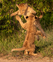 Lion cubs playing and leaping