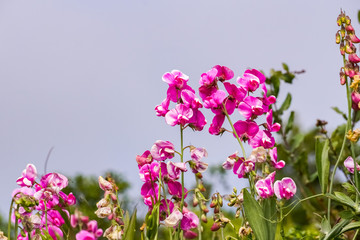 Sweet pea pink flowers with a fog background, Point Reyes National Seashore, California