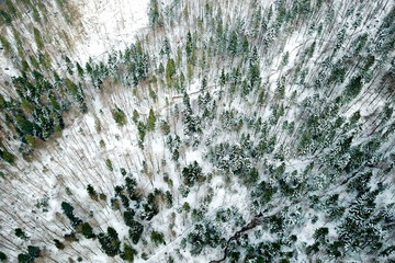 Snowy forest from the sky