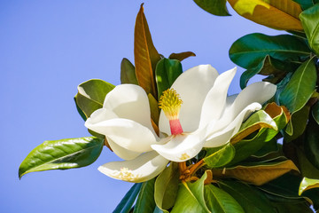 Scented magnolia tree flower, California