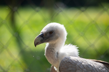 Vulture