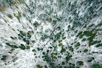 Snowy forest from the sky
