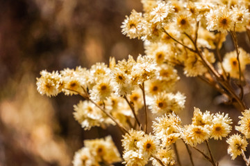 Fototapeta premium California cudweed dry wildflowers, California