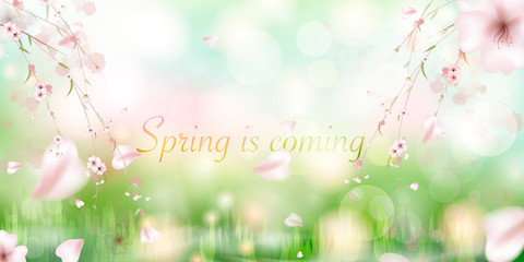 Fototapeta premium Spring is coming. spring grass and meadow flowers.