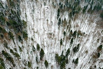 Snowy forest from the sky