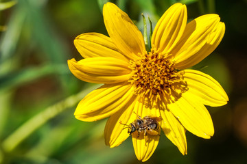 Bee resting on a yellow wildflower, California