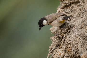 White-eared bulbul (Pycnonotus leucotis). Dubai Creek Park. UAE