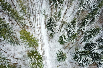 Snowy forest from the sky