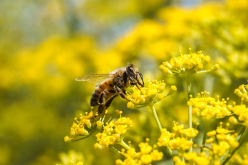 Bee on fennel flower, California