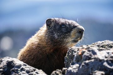 Yellow bellied marmot, Yellowstone National Park