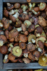 Fresh forest mushrooms above