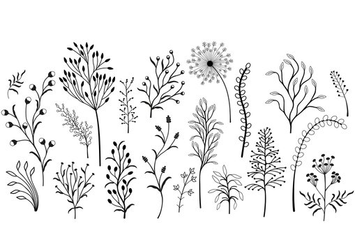 Set of wild plants, Black and white illustration.