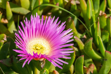 Purple ice plant, California